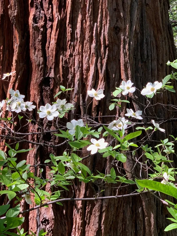 Yosemite National Park photo 285