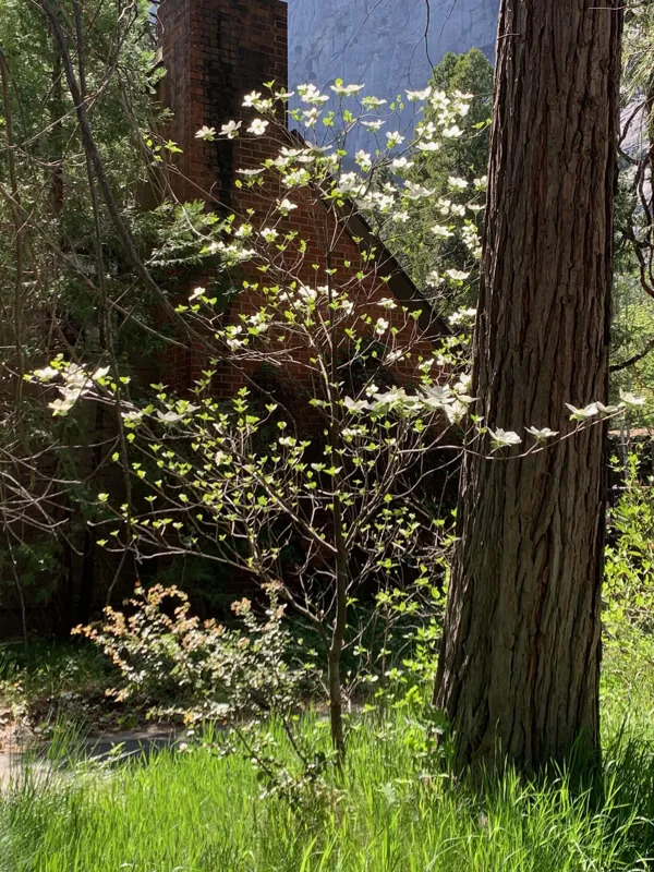 Yosemite National Park photo 301