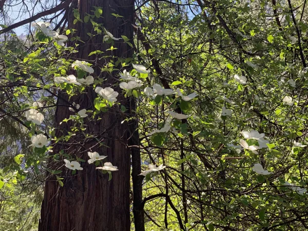 Yosemite National Park photo 303