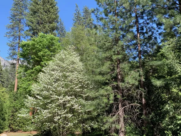Yosemite National Park photo 304