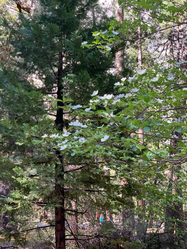 Yosemite National Park photo 309