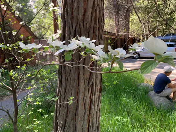 Yosemite National Park photo 313
