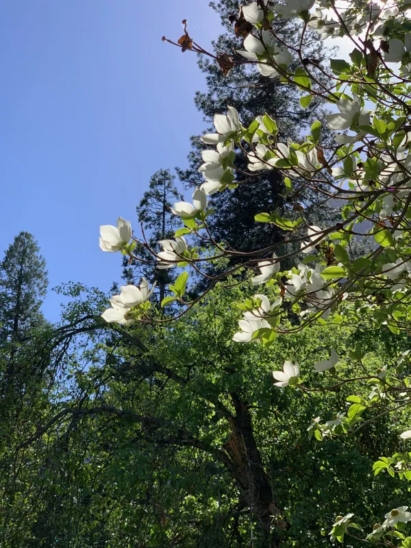 Yosemite National Park photo 317
