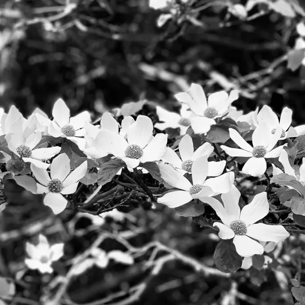 Yosemite National Park photo 320