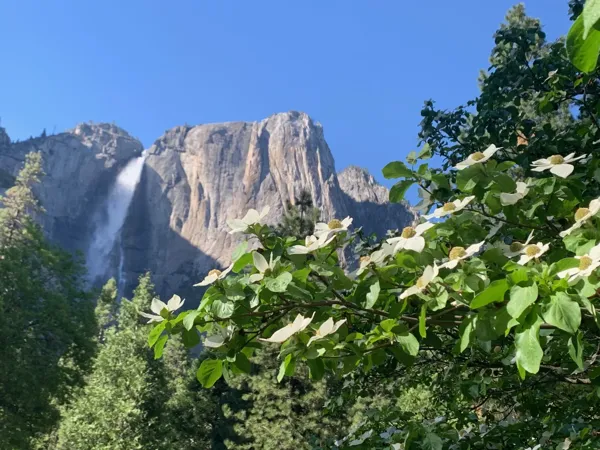 Yosemite National Park photo 330