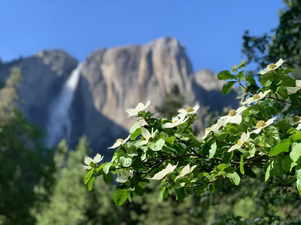 Yosemite National Park photo 331