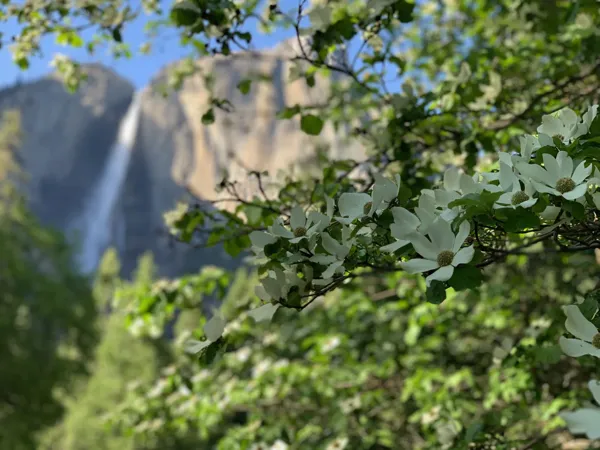 Yosemite National Park photo 332