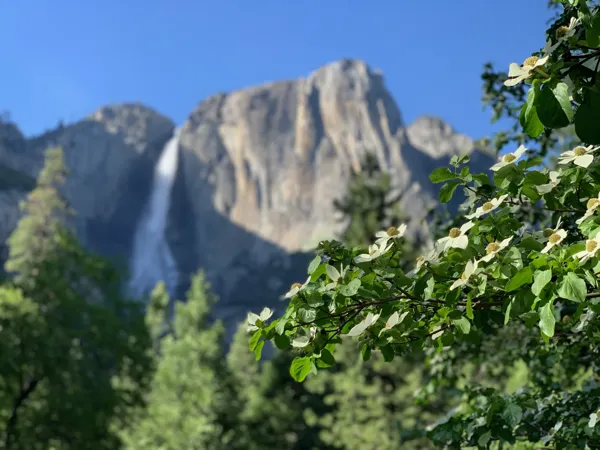 Yosemite National Park photo 333