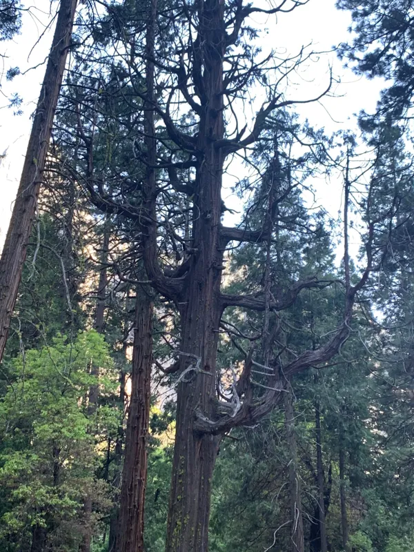 Yosemite National Park photo 334