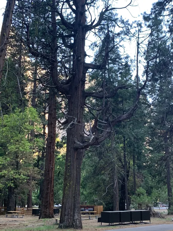 Yosemite National Park photo 335