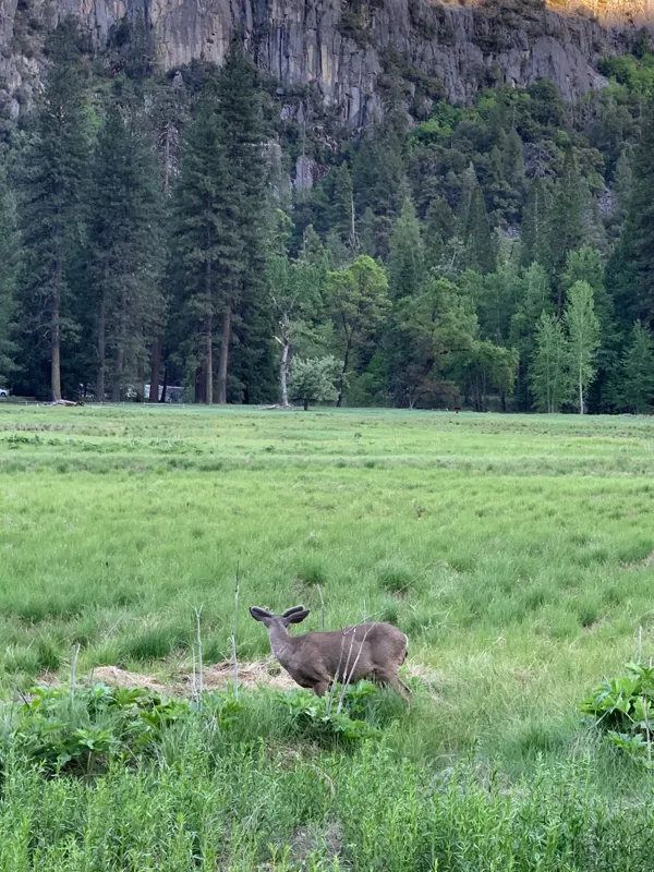 Yosemite National Park photo 360