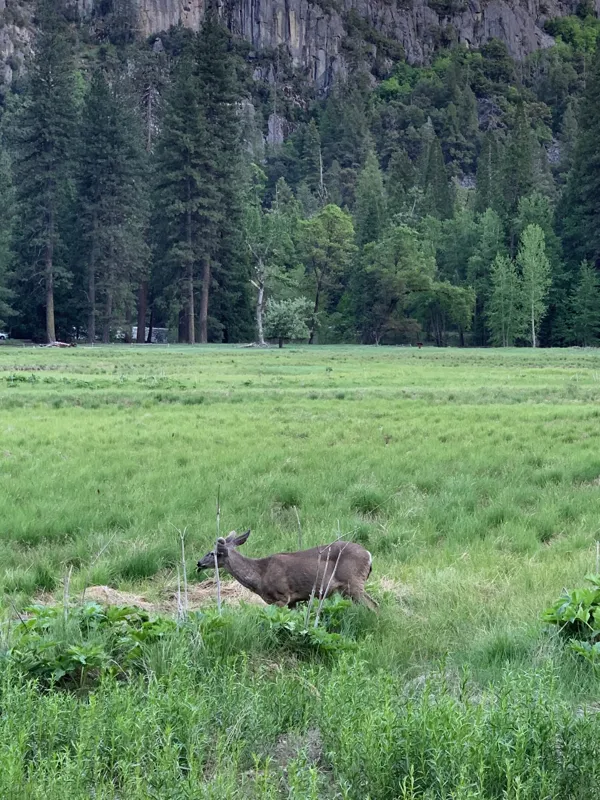 Yosemite National Park photo 361