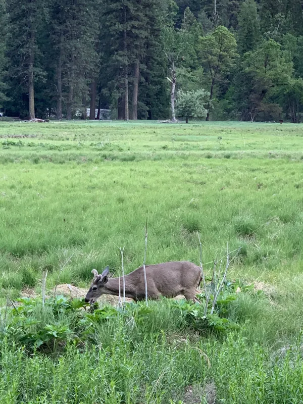 Yosemite National Park photo 362