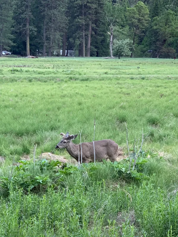Yosemite National Park photo 363