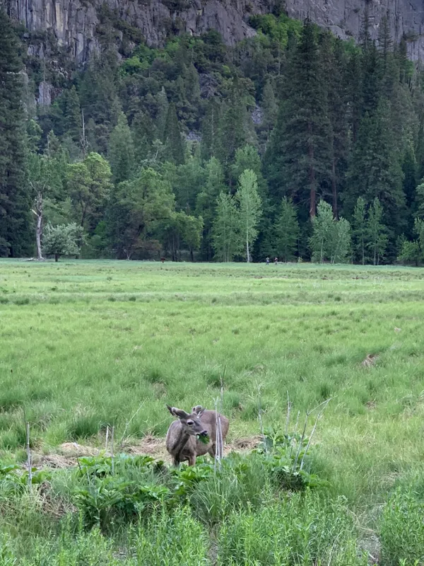 Yosemite National Park photo 364